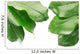 Tropical Frame with Clipping