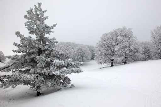 Winter Wood Wall Decal