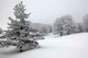 Winter Wood Wall Decal