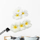Frangipani Plumeria Wall Decal