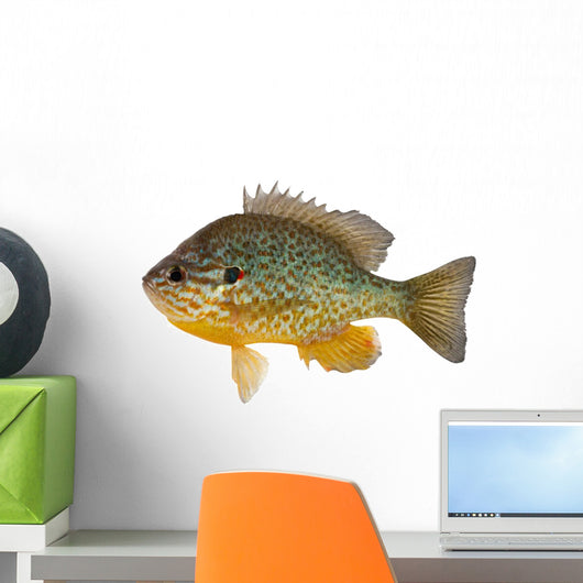 Sunfish Wall Decal