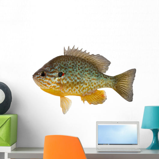 Sunfish Wall Decal