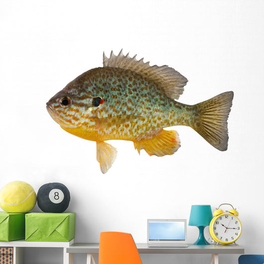 Sunfish Wall Decal