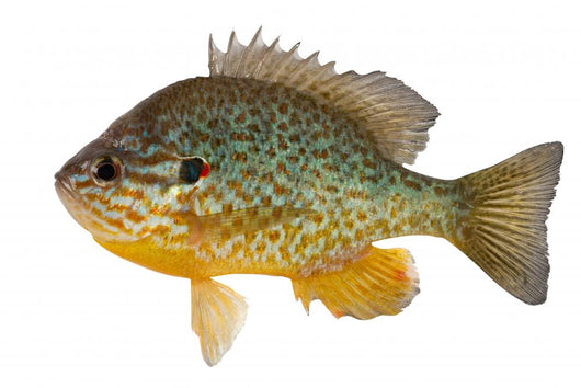 Sunfish Wall Decal