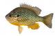 Sunfish Wall Decal