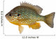 Sunfish Wall Decal
