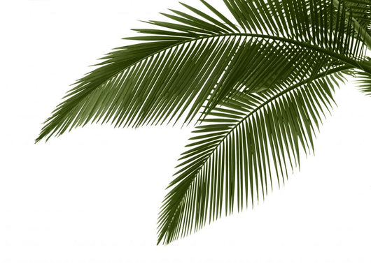 Leaves Palm White