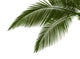 Leaves Palm White