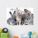 Cute animals Wall Mural