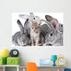 Cute animals Wall Mural