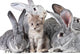 Cute animals Wall Mural