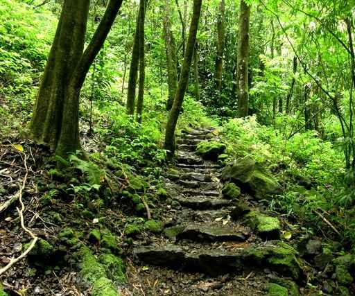 Waimoku Falls Trail Wall Decal