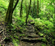 Waimoku Falls Trail Wall Decal
