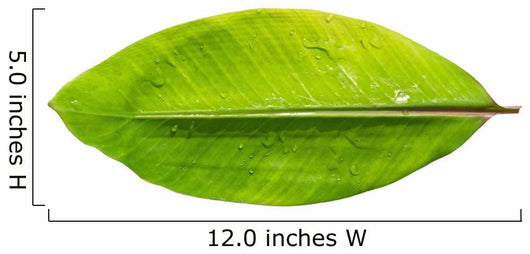 Banana leaf Wall Decal