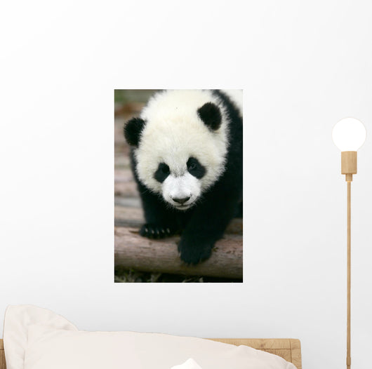 Panda Young Wall Mural