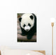 Panda Young Wall Mural