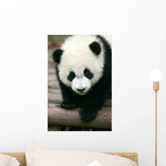 Panda Young Wall Mural