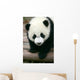 Panda Young Wall Mural