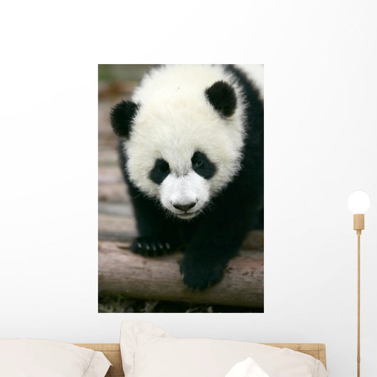Panda Young Wall Mural