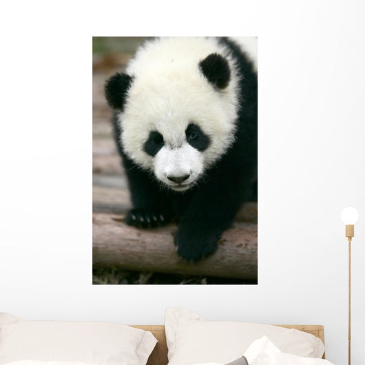 Panda Young Wall Mural