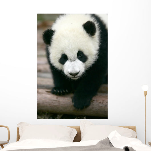 Panda Young Wall Mural