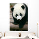 Panda Young Wall Mural