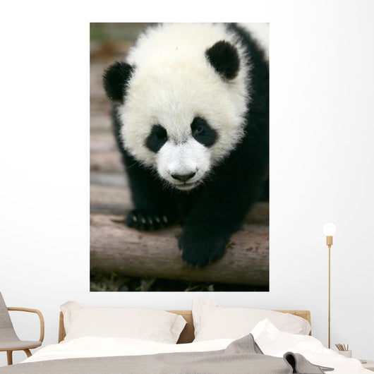 Panda Young Wall Mural