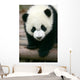 Panda Young Wall Mural