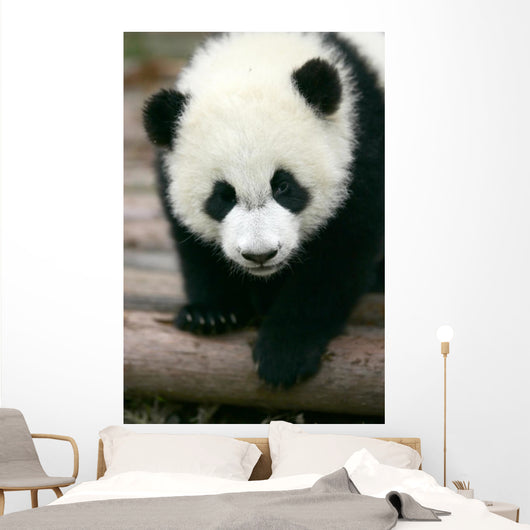 Panda Young Wall Mural