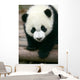 Panda Young Wall Mural