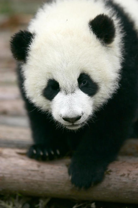 Panda Young Wall Mural