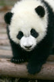 Panda Young Wall Mural