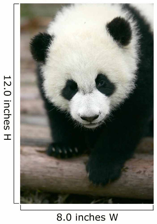 Panda Young Wall Mural