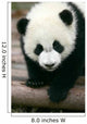 Panda Young Wall Mural