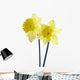 Yellow Spring Daffodils Wall Decal