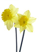 Yellow Spring Daffodils Wall Decal