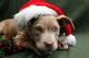 Pitbull Pup Santa Hat