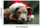 Pitbull Pup Santa Hat