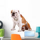 Cane Bulldog Wall Mural