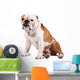 Cane Bulldog Wall Mural