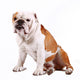 Cane Bulldog Wall Mural