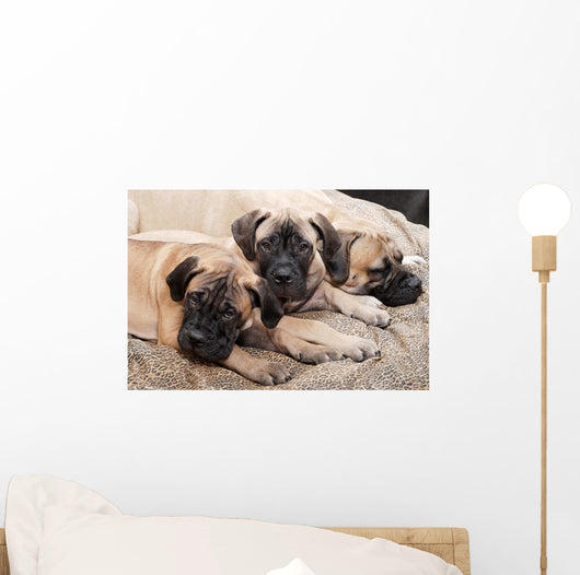 bullmastiff puppy 88 Wall Mural