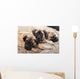 bullmastiff puppy 88 Wall Mural