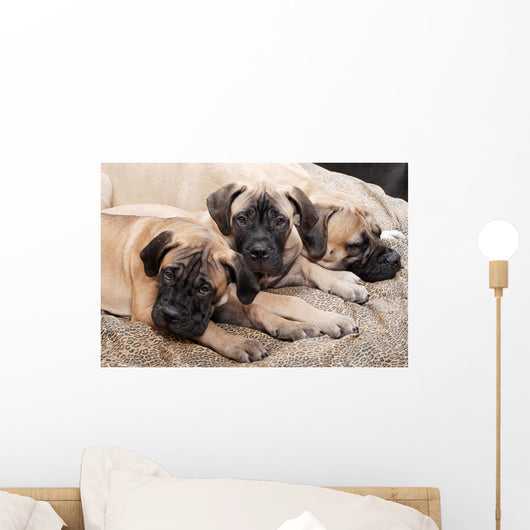 bullmastiff puppy 88 Wall Mural