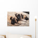 bullmastiff puppy 88 Wall Mural