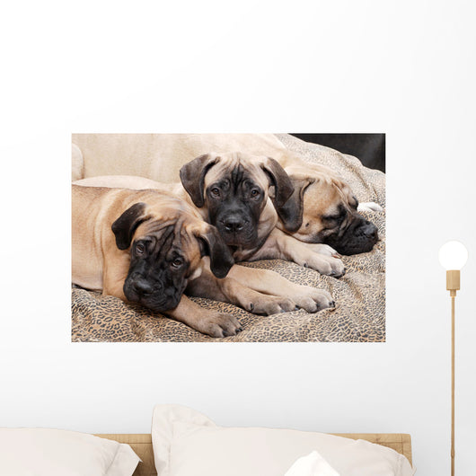 bullmastiff puppy 88 Wall Mural