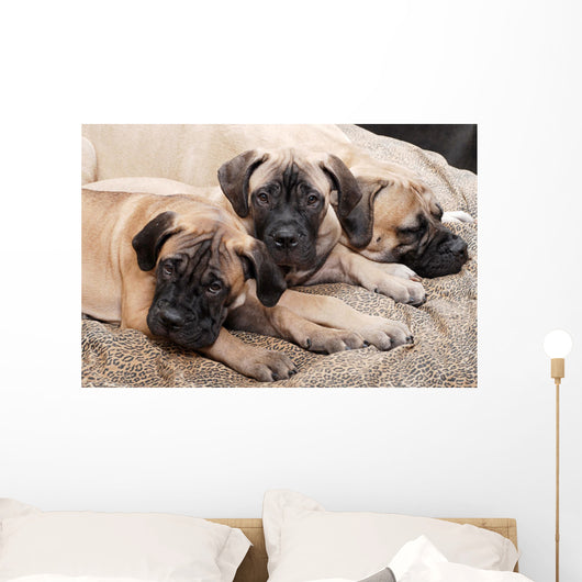 bullmastiff puppy 88 Wall Mural