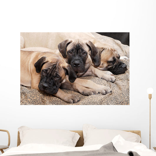 bullmastiff puppy 88 Wall Mural