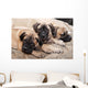 bullmastiff puppy 88 Wall Mural