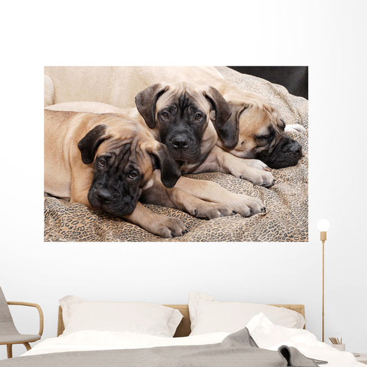 bullmastiff puppy 88 Wall Mural